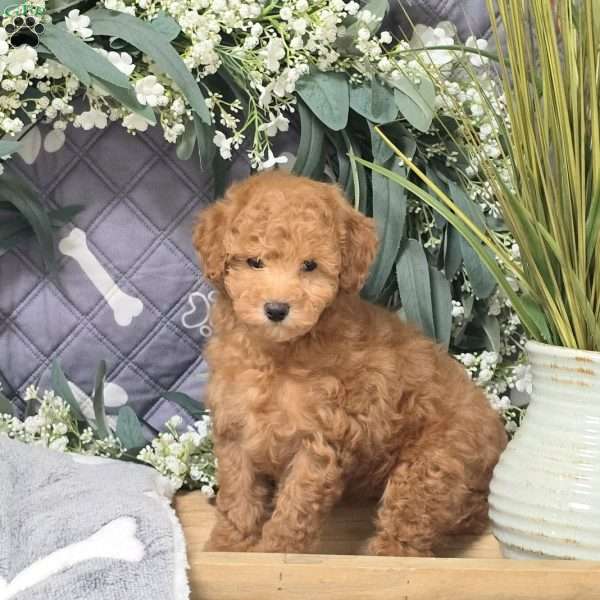 Dakota, Bich-Poo Puppy