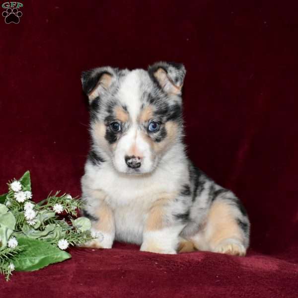 Dakota, Pembroke Welsh Corgi Puppy