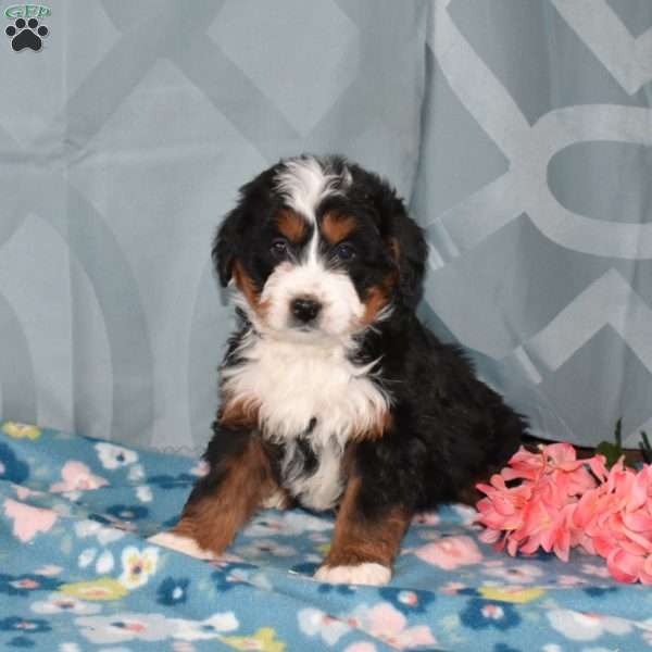 Dakota, Mini Bernedoodle Puppy