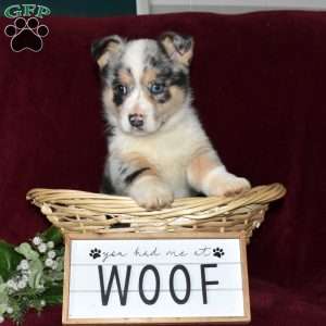 Dakota, Pembroke Welsh Corgi Puppy