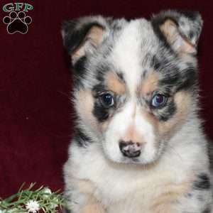 Dakota, Pembroke Welsh Corgi Puppy