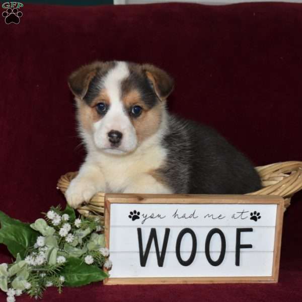 Dale, Pembroke Welsh Corgi Puppy
