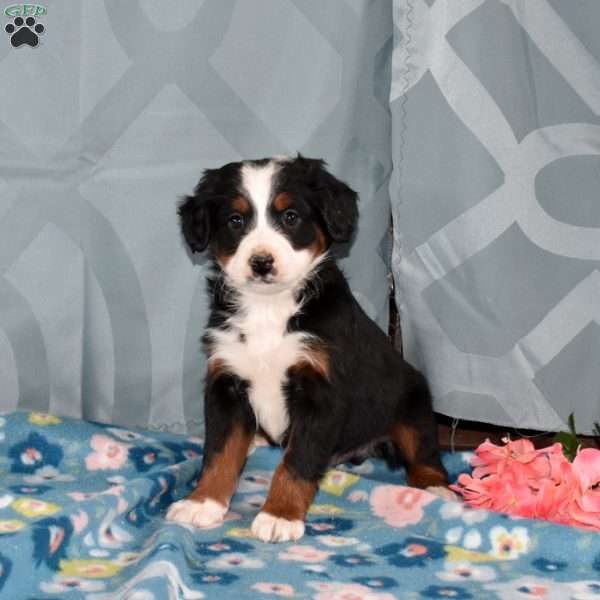 Dallas, Mini Bernedoodle Puppy