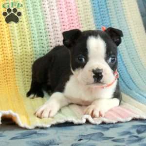 Dally, Boston Terrier Puppy