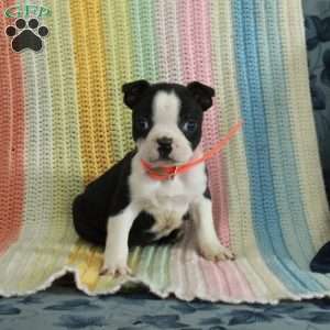 Dally, Boston Terrier Puppy