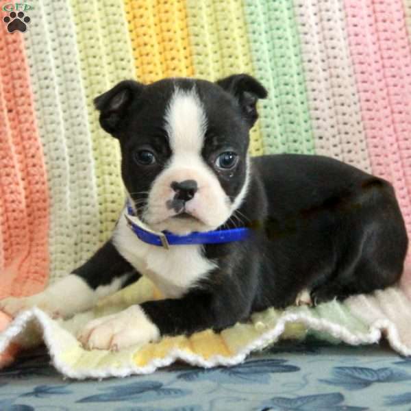 Dana, Boston Terrier Puppy