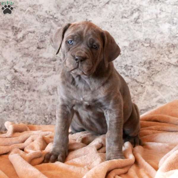 Dana, Cane Corso Puppy