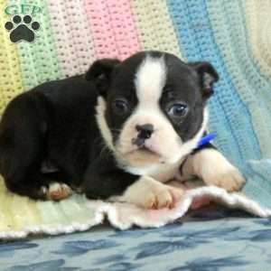Dana, Boston Terrier Puppy