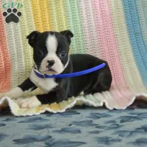 Dana, Boston Terrier Puppy