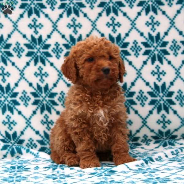 Dana, Mini Goldendoodle Puppy