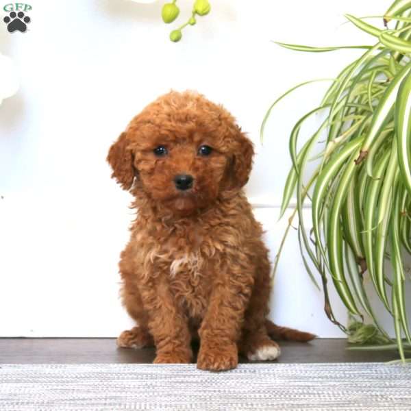 Dana, Mini Goldendoodle Puppy