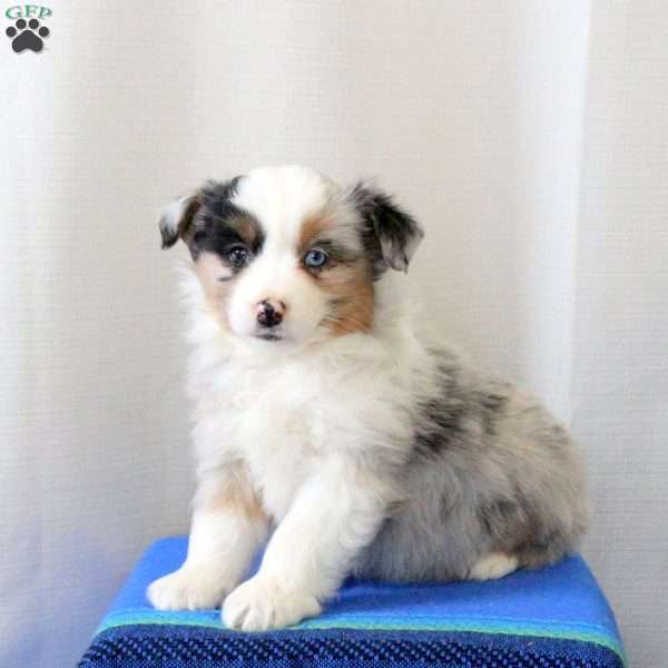 Dandy, Miniature Australian Shepherd Puppy