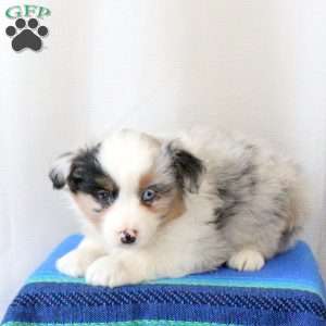 Dandy, Miniature Australian Shepherd Puppy