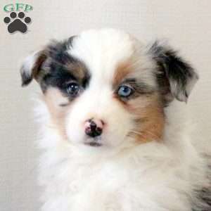 Dandy, Miniature Australian Shepherd Puppy