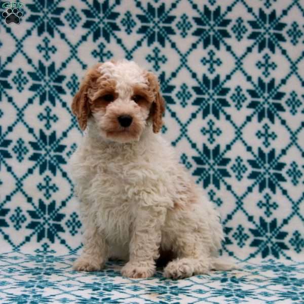 Dandy, Mini Goldendoodle Puppy