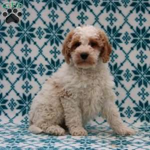 Dandy, Mini Goldendoodle Puppy