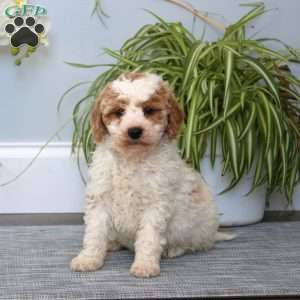 Dandy, Mini Goldendoodle Puppy