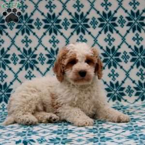 Dandy, Mini Goldendoodle Puppy