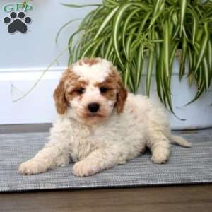 Dandy, Mini Goldendoodle Puppy