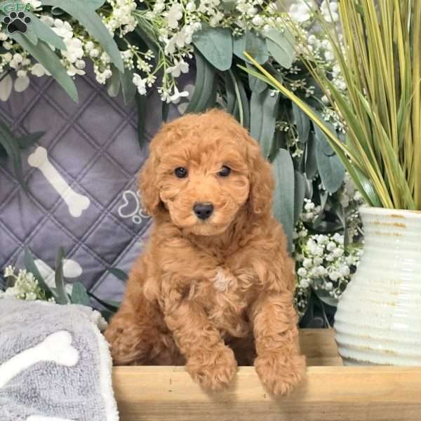 Danica, Bich-Poo Puppy