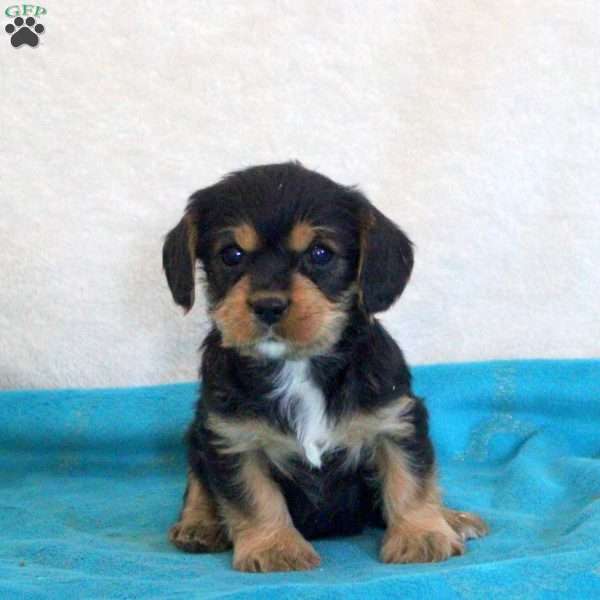 Daphne, Yorkie Mix Puppy