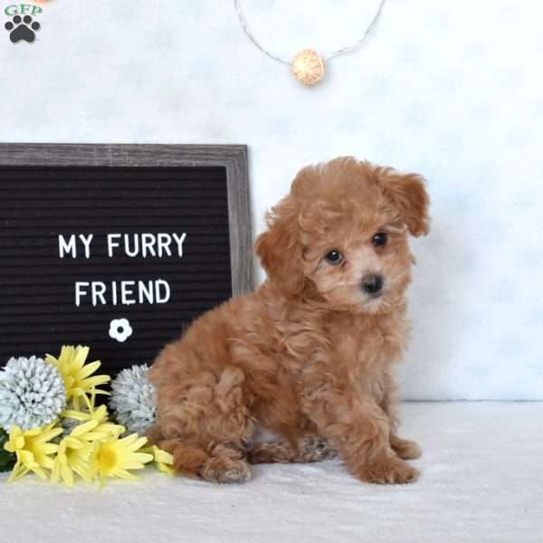 Daphne, Maltipoo Puppy