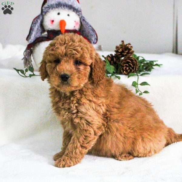 Daphne, Mini Goldendoodle Puppy