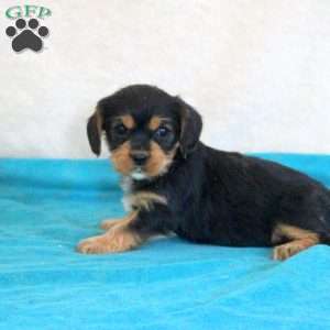 Daphne, Yorkie Mix Puppy