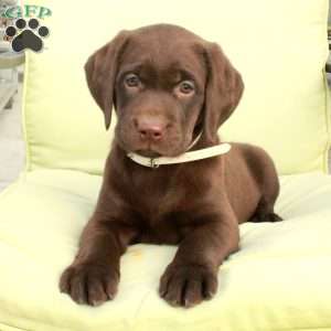 Daphne, Chocolate Labrador Retriever Puppy