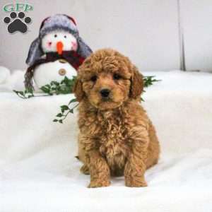 Daphne, Mini Goldendoodle Puppy