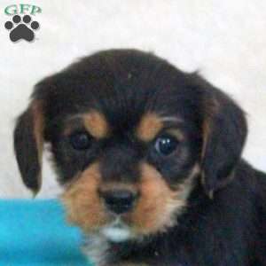 Daphne, Yorkie Mix Puppy