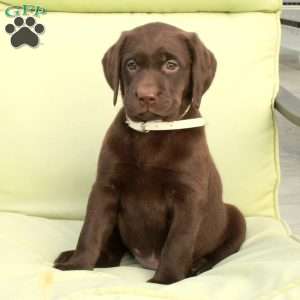 Daphne, Chocolate Labrador Retriever Puppy