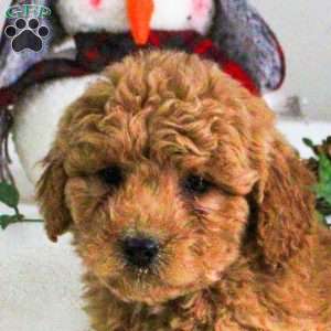 Daphne, Mini Goldendoodle Puppy