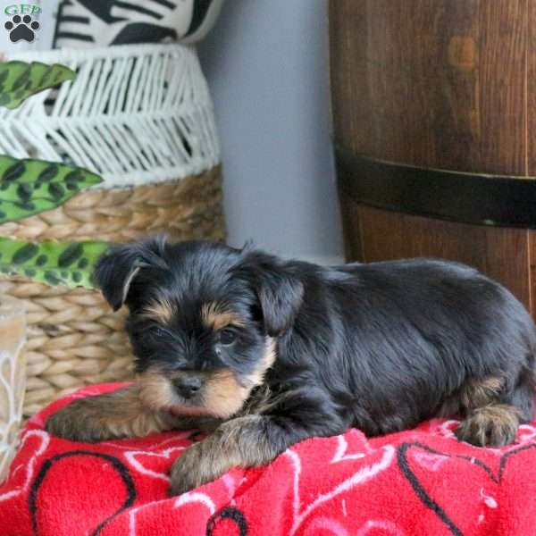 Darcie, Yorkie Puppy