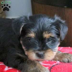 Darcie, Yorkie Puppy