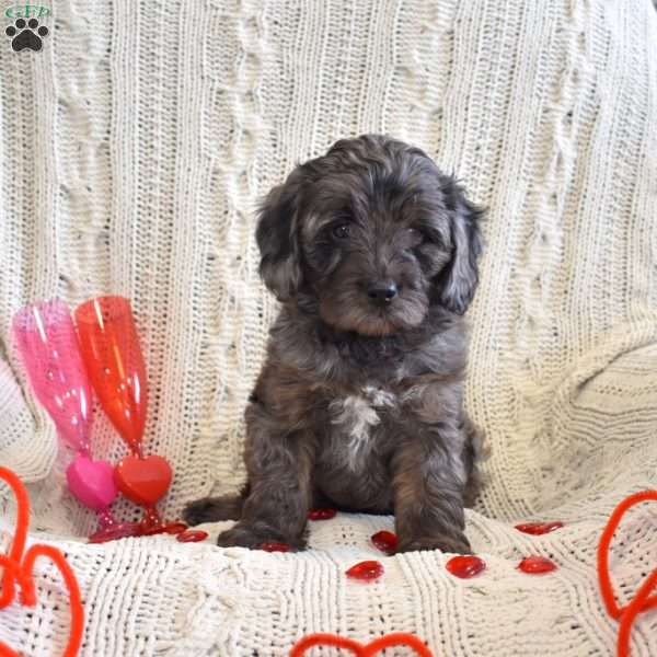 Darla, Cavapoo Puppy