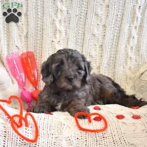 Darla, Cavapoo Puppy