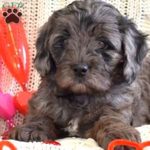 Darla, Cavapoo Puppy