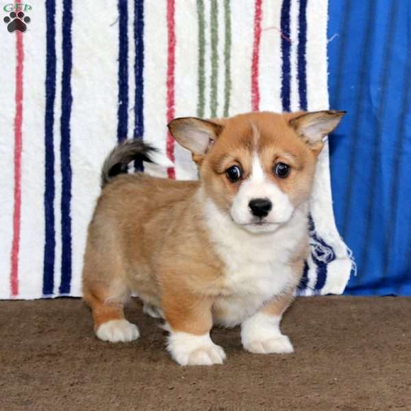 Darla, Pembroke Welsh Corgi Puppy