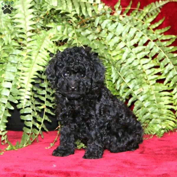 Darla, Toy Poodle Puppy