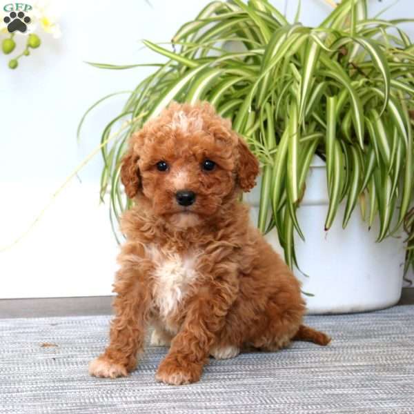 Darla, Mini Goldendoodle Puppy