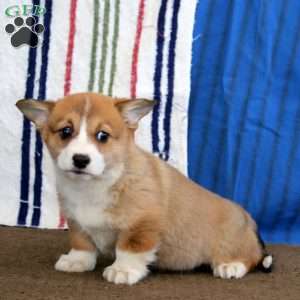 Darla, Pembroke Welsh Corgi Puppy