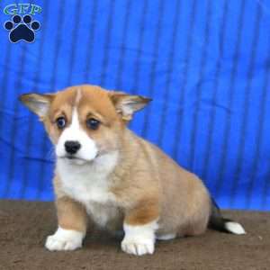 Darla, Pembroke Welsh Corgi Puppy