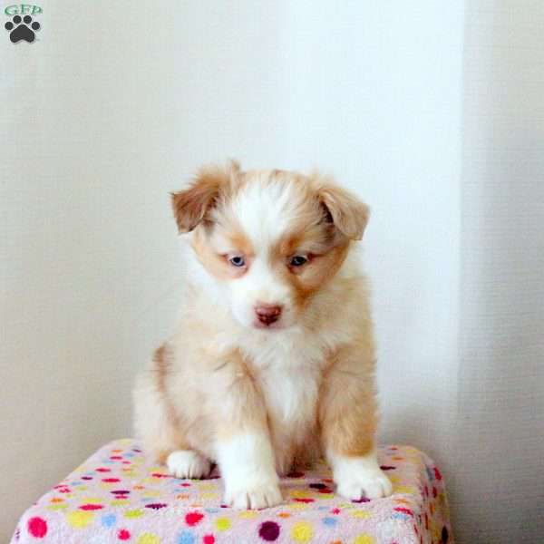 Darlene, Miniature Australian Shepherd Puppy