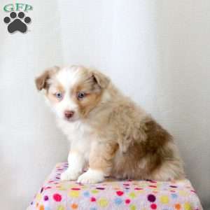 Darlene, Miniature Australian Shepherd Puppy