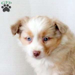 Darlene, Miniature Australian Shepherd Puppy