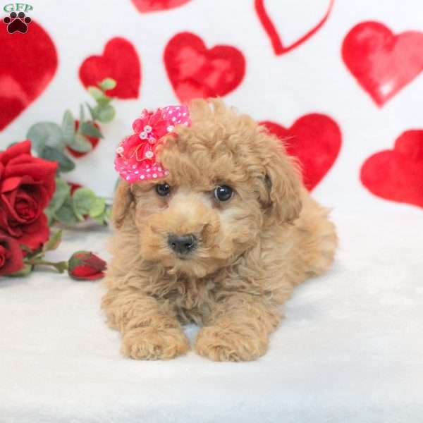 Darling, Miniature Poodle Mix Puppy