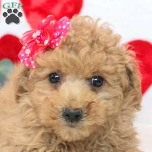Darling, Miniature Poodle Mix Puppy