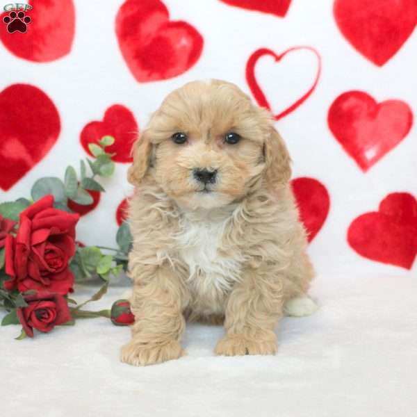 Darvin, Miniature Poodle Mix Puppy