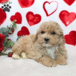 Darvin, Miniature Poodle Mix Puppy